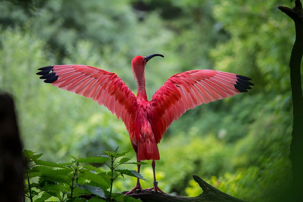 Scarlet Ibis bird. Free public domain CC0 image.