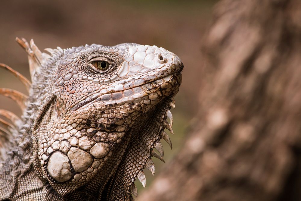 Iguana animal, lizard. Free public domain CC0 photo