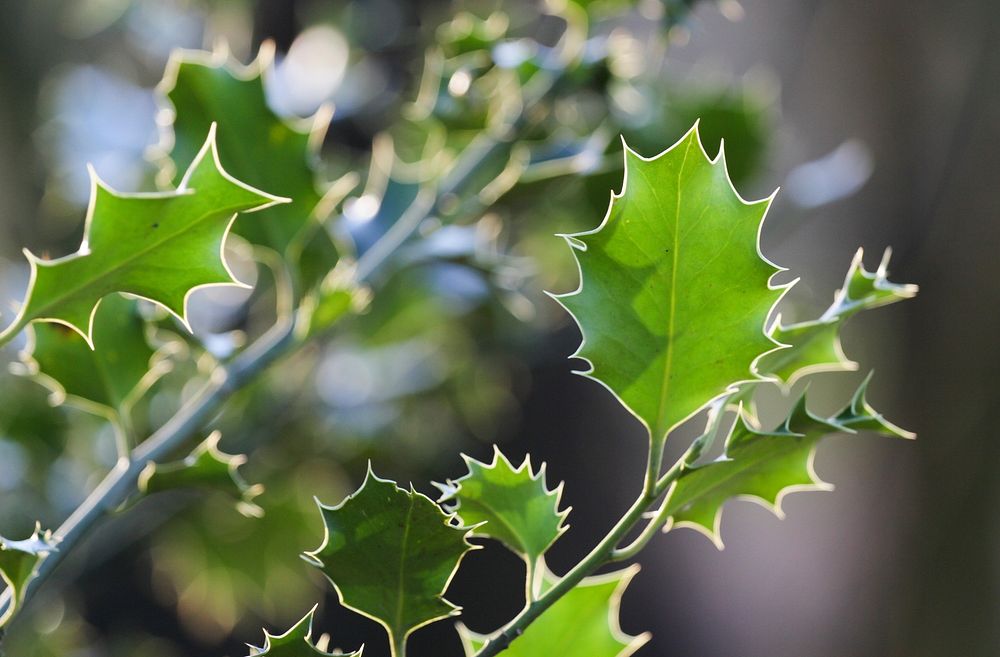 Aesthetic leaf, nature background. Free public domain CC0 photo.