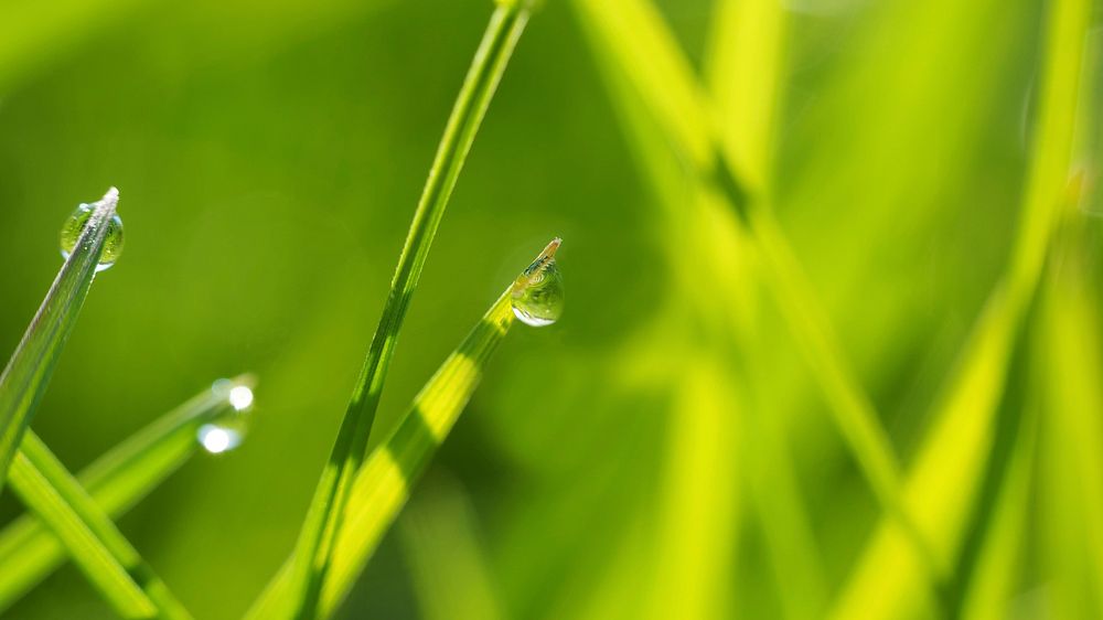 Water drops on grass. Free public domain CC0 photo.