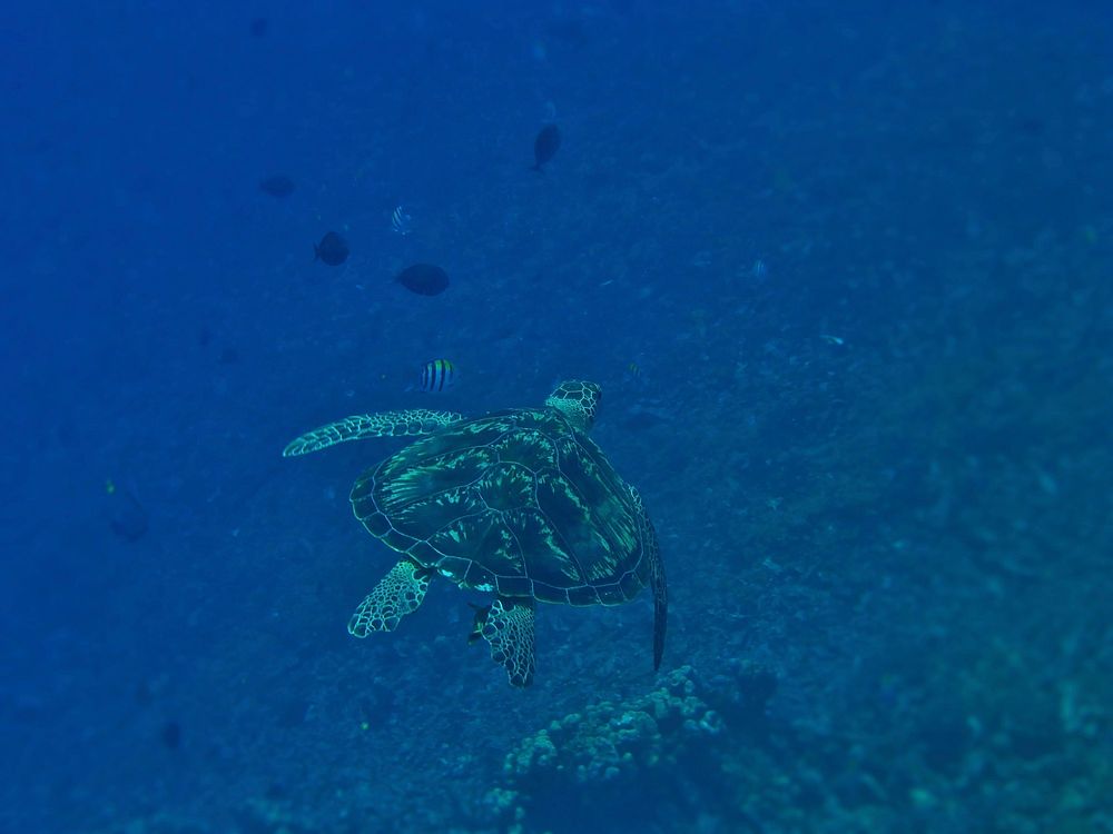 Green sea turtle swimming alone. Free public domain CC0 photo.