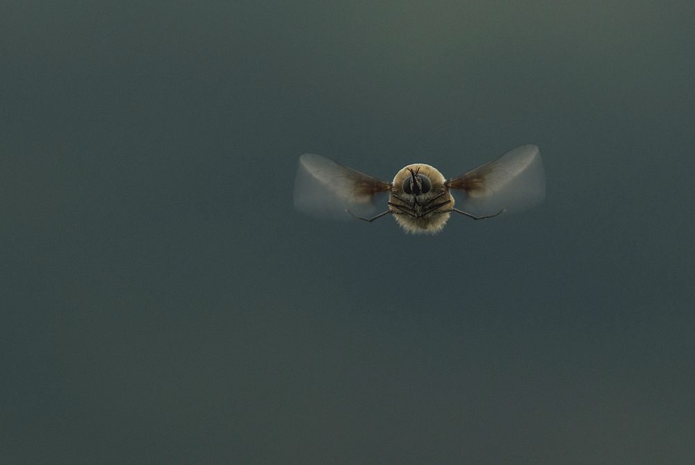 Bumblebee flying, animal photography. Free public domain CC0 image.