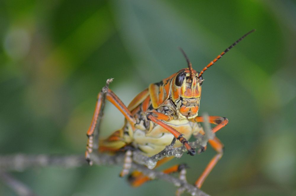 Grasshopper. Free public domain CC0 image.