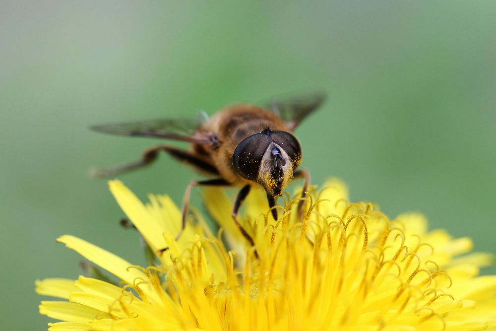 Bee and yellow flower background. Free public domain CC0 photo.
