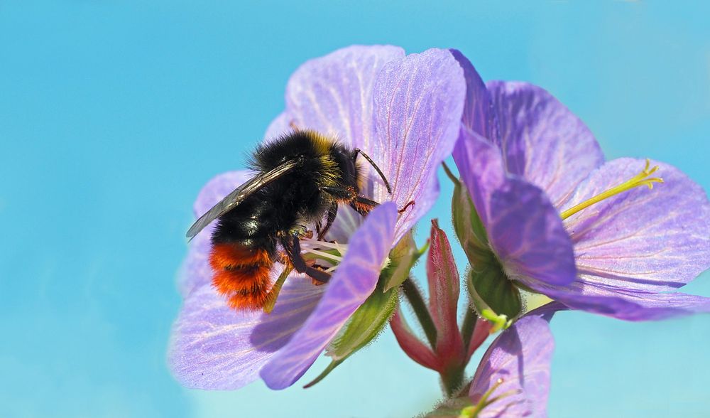 Bee and purple flower background. Free public domain CC0 image.