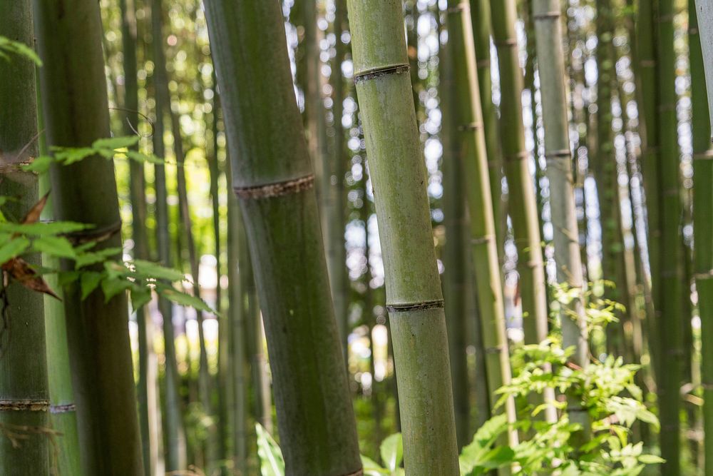 Japanese bamboo forest, background photo. Free public domain CC0 image.