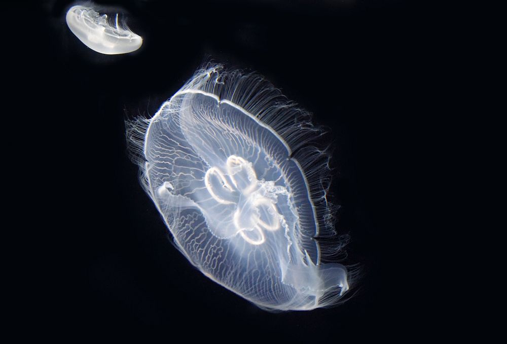 Bright jellyfish floating alone. Free public domain CC0 photo.