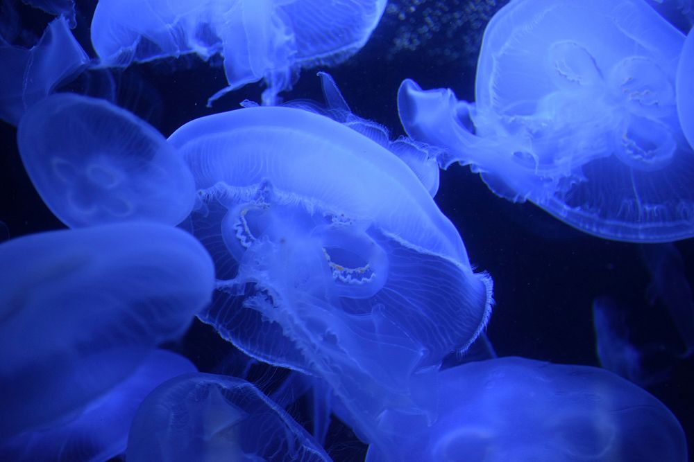 Beautiful bright floating jellyfishes. Free public domain CC0 image.