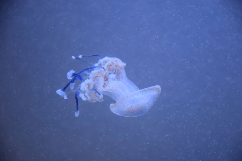 Small jellyfish floating alone. Free public domain CC0 photo.
