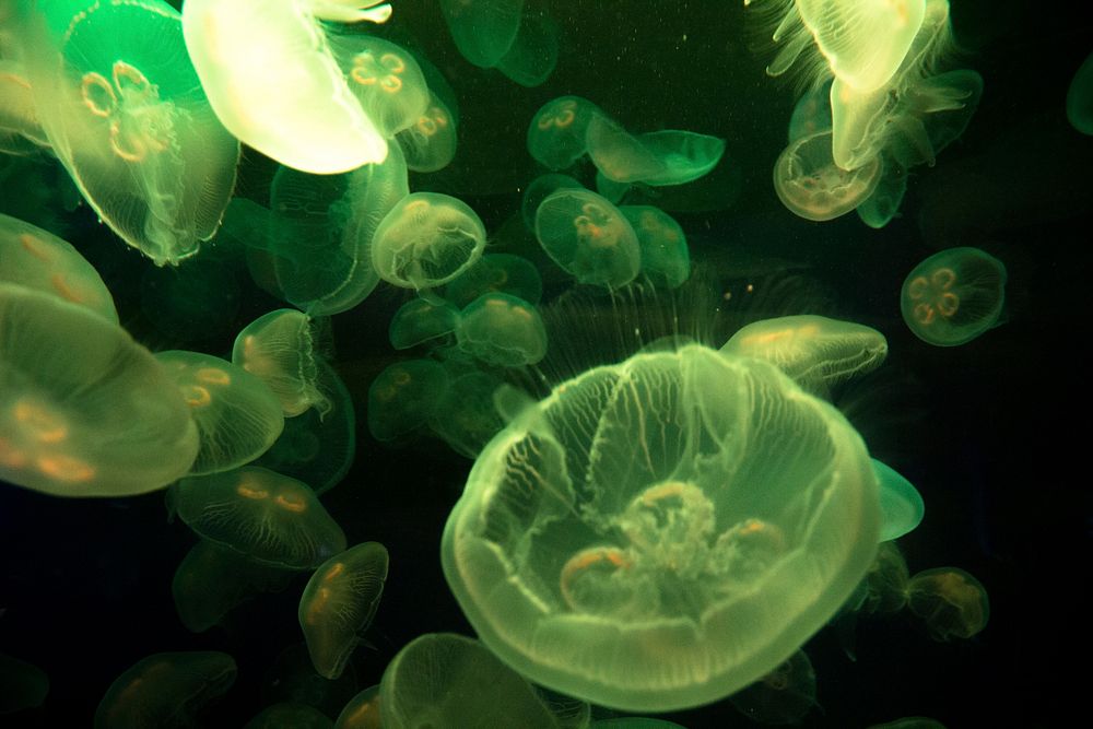 Beautiful bright floating jellyfishes. Free public domain CC0 image.