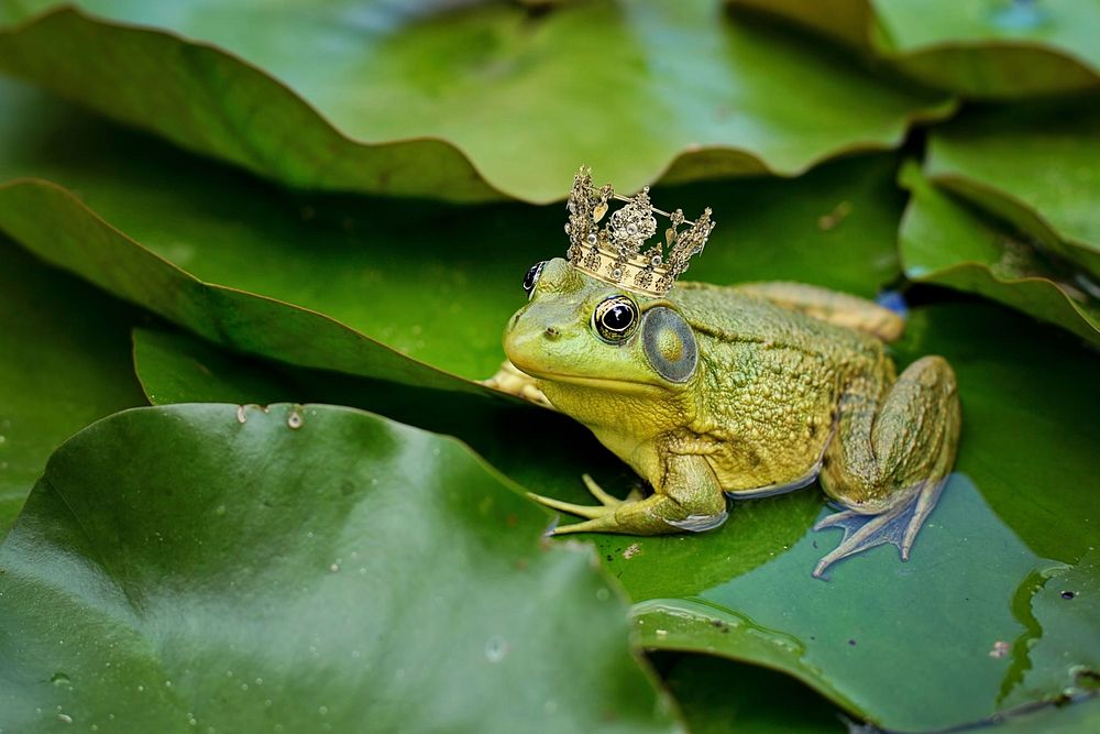 Free frog on leaf image, public domain nature CC0 photo.