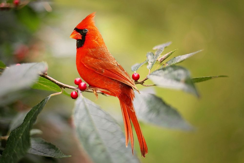 Free Cardinal bird image, public domain animal CC0 photo.