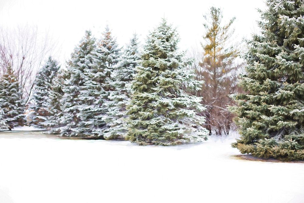 Free snowy forest image, public domain winter CC0 photo.