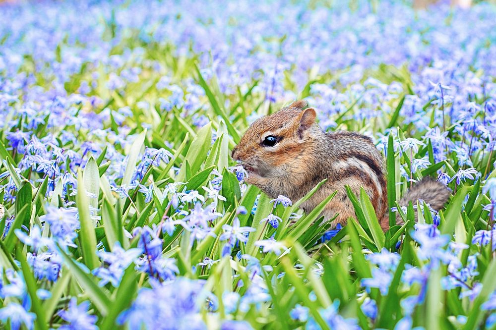 Free squirrel, purple flower image, public domain animal CC0 photo.
