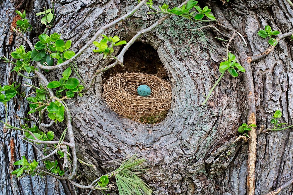 Free bird nest inside tree image, public domain CC0 photo.