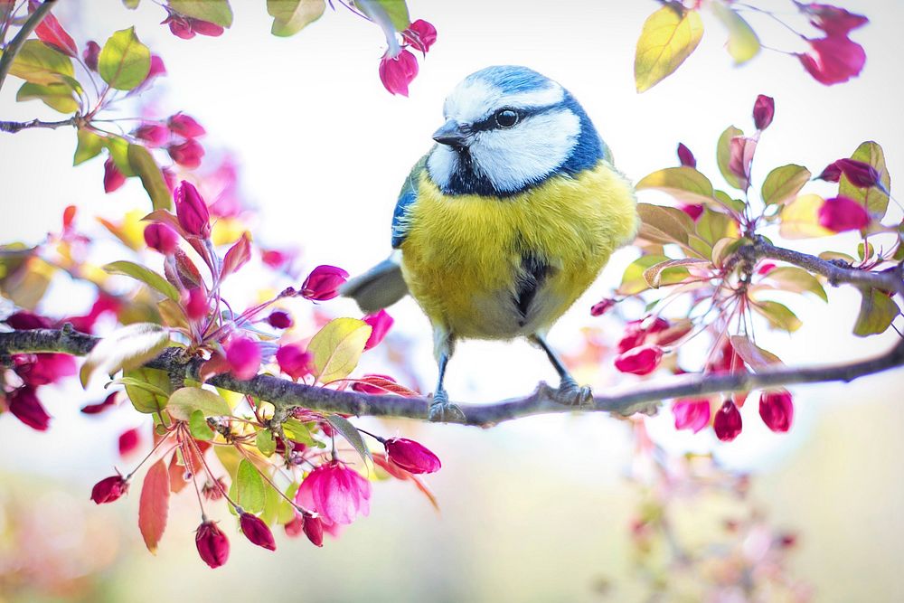 Free tit bird image, public domain spring CC0 photo.