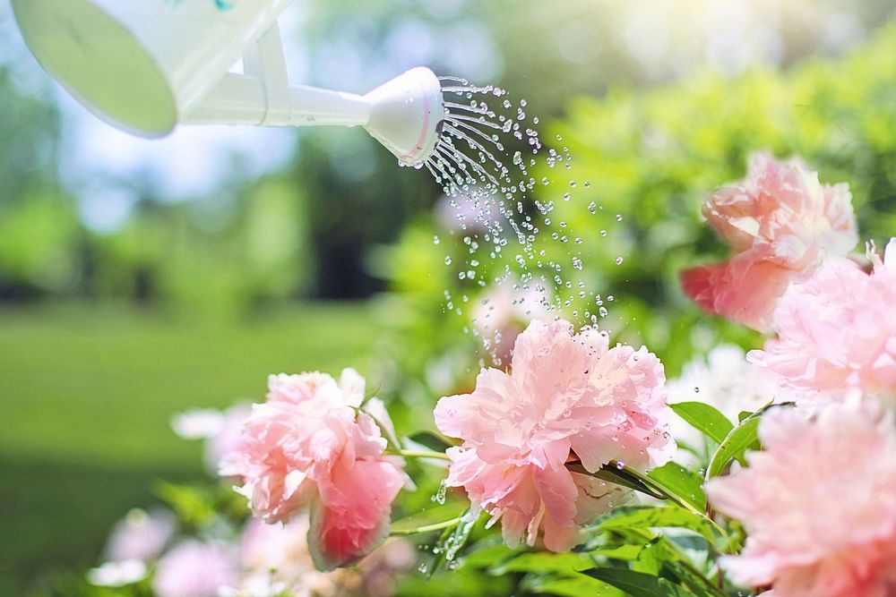Free watering pink peonies image, public domain flower CC0 photo.