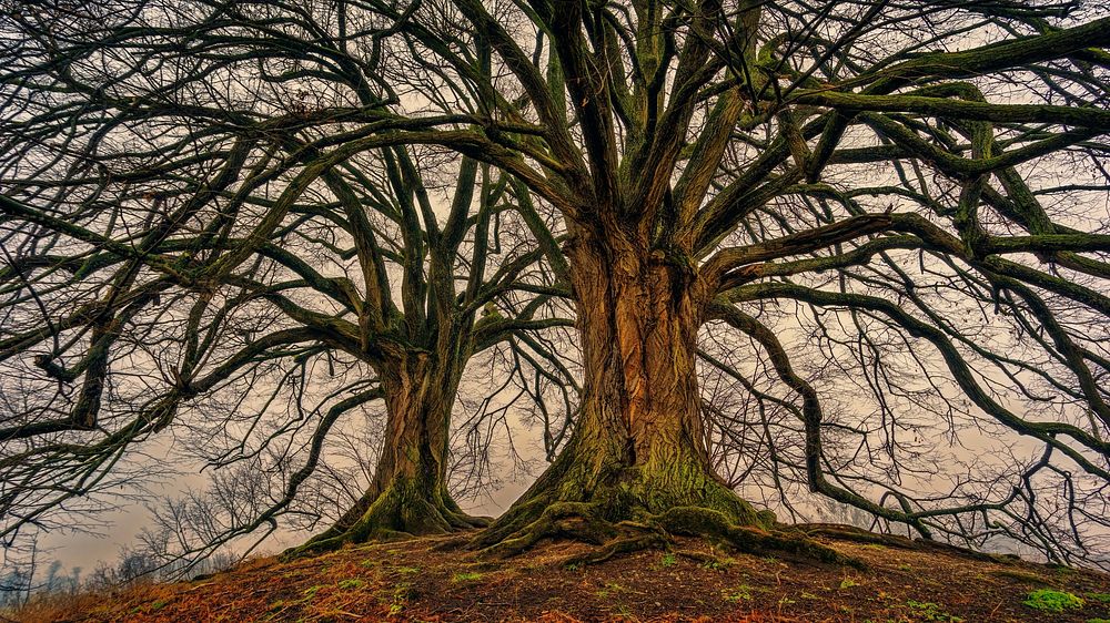 Free thick trees with many branches image, public domain nature CC0 photo.