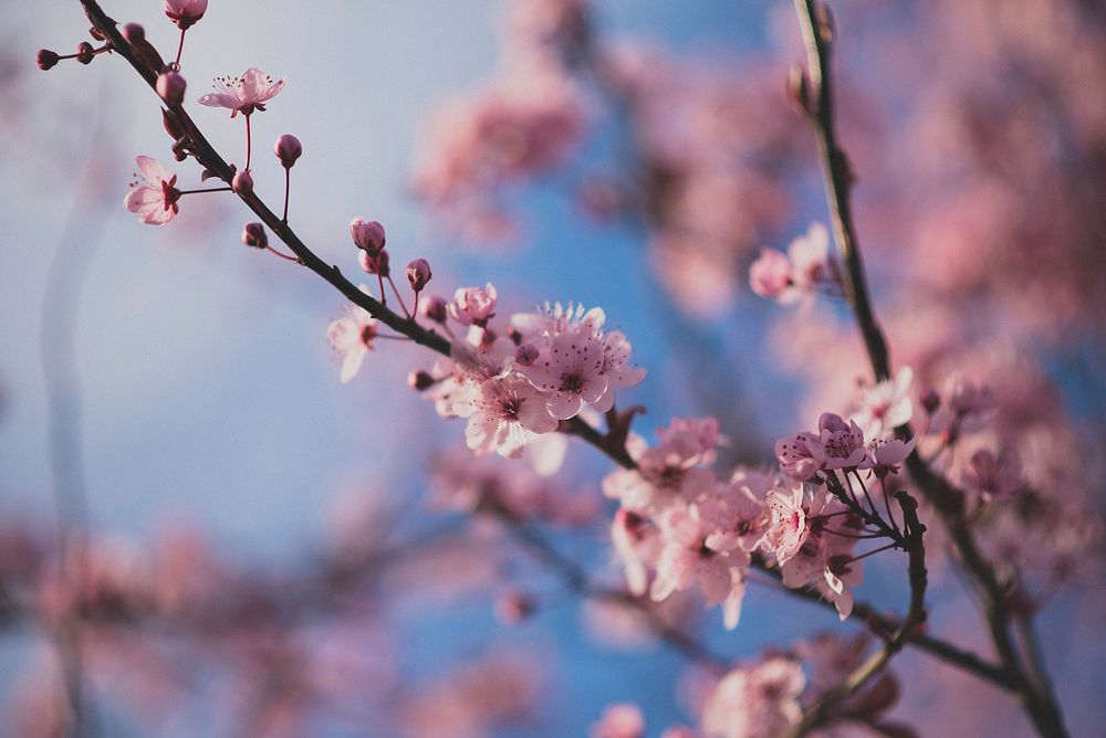 Pink peach blossom background. Free public domain CC0 image.