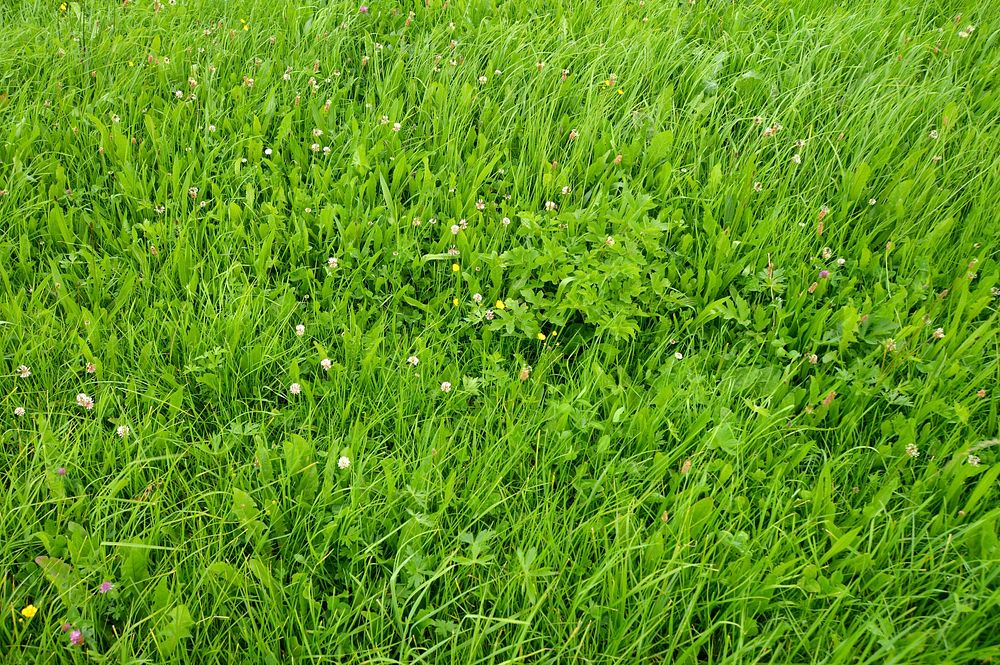 Green grass field. Free public domain CC0 photo.