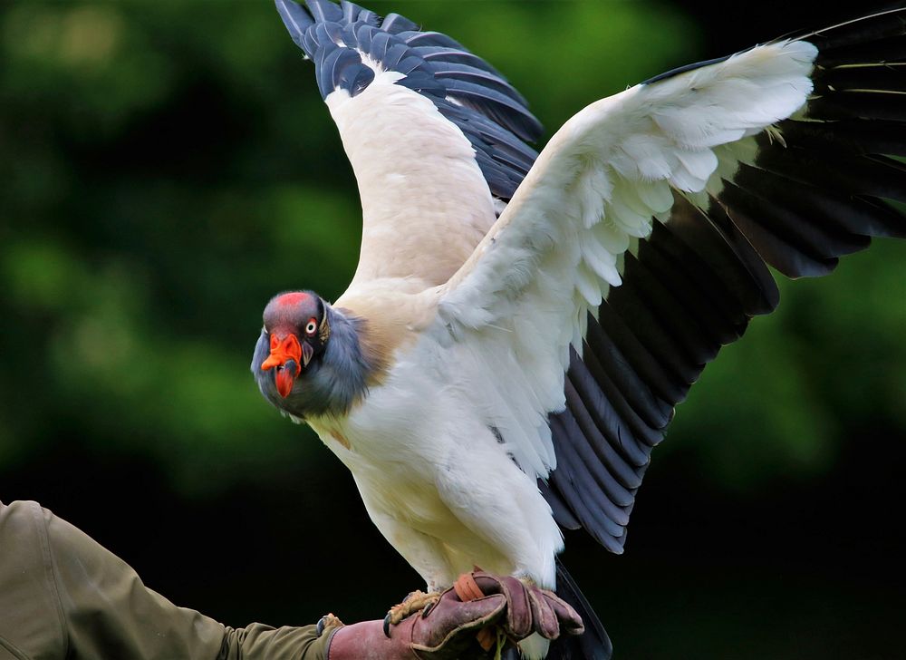 King vulture, bird photography. Free public domain CC0 image.