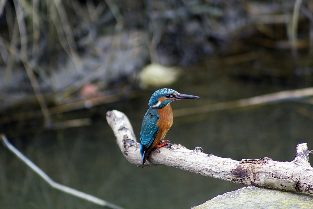 River kingfisher, bird photo. Free public domain CC0 image.