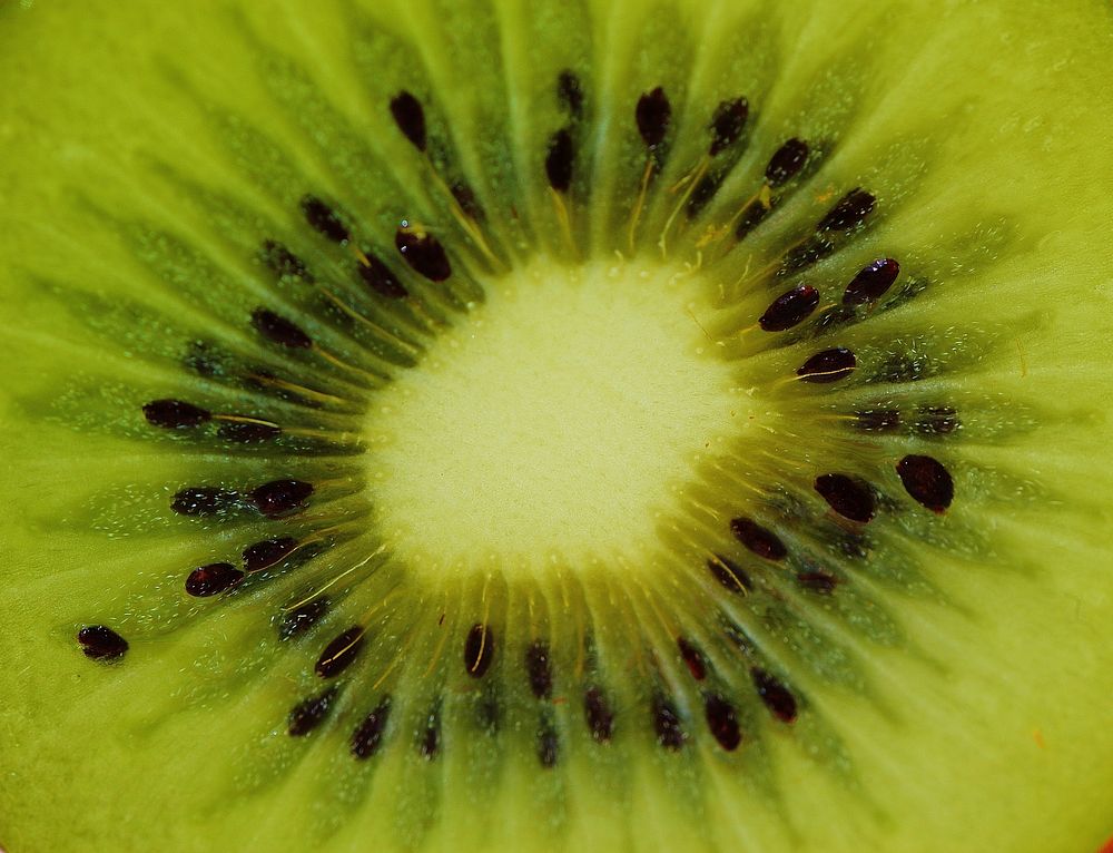 Closeup on fresh cut up kiwi. Free public domain CC0 photo.