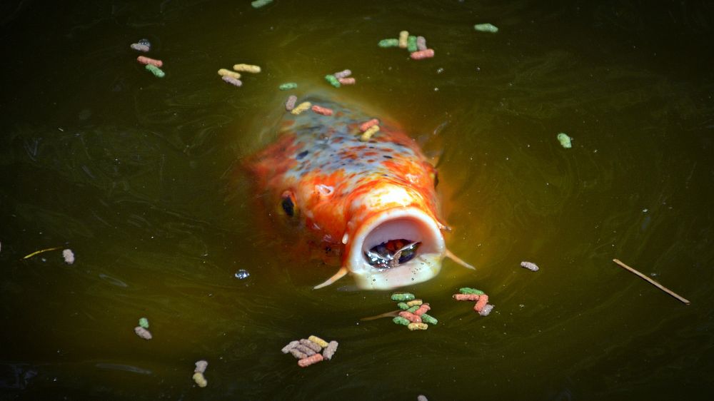 Koi fish face above water. Free public domain CC0 photo.