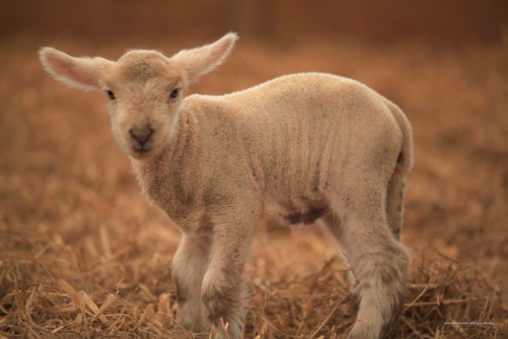 Baby sheep. Free public domain CC0 photo.