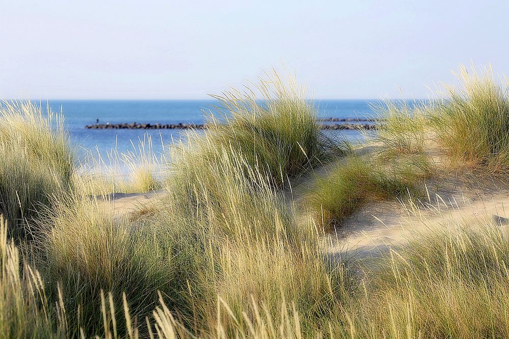 Grass on beach sand. Free public domain CC0 image.