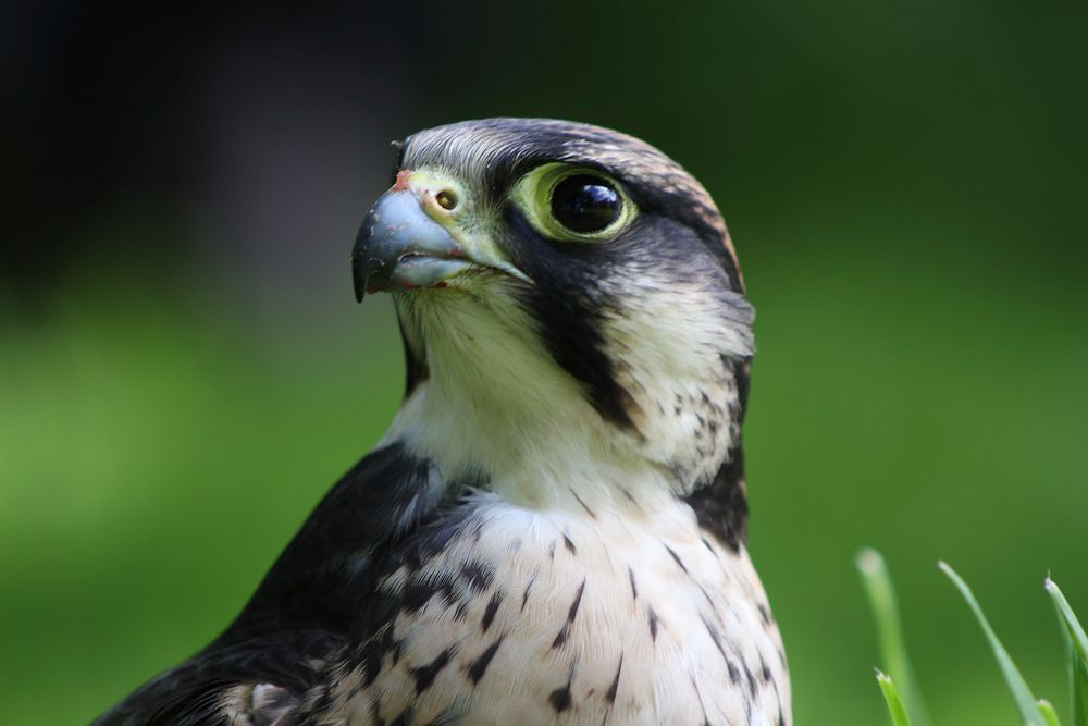 Hawk, bird photography. Free public domain CC0 image.