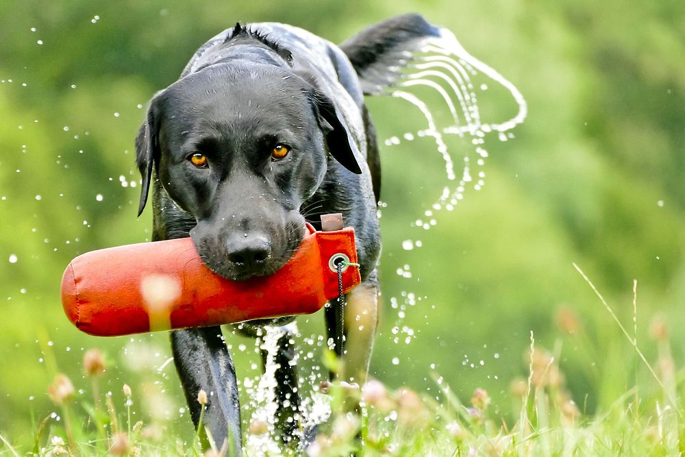 Wet black labrador retriever grabbing red toy. Free public domain CC0 photo.