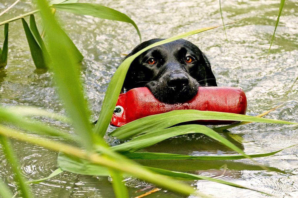 Black labrador retriever grabbing red toy and swimming. Free public domain CC0 photo.