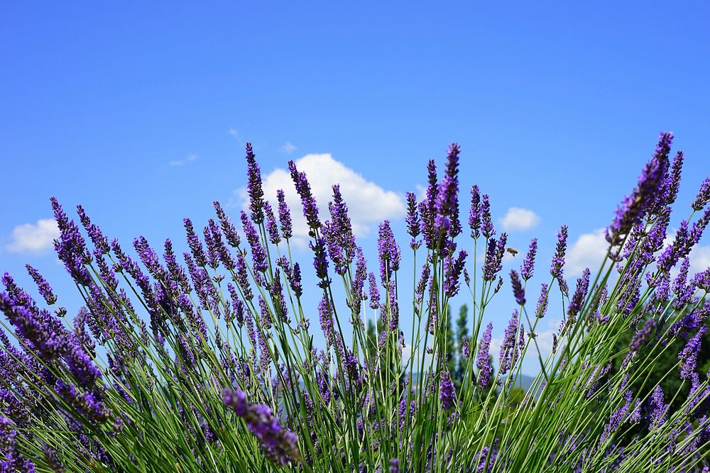 Lavender field background. Free public domain CC0 image.