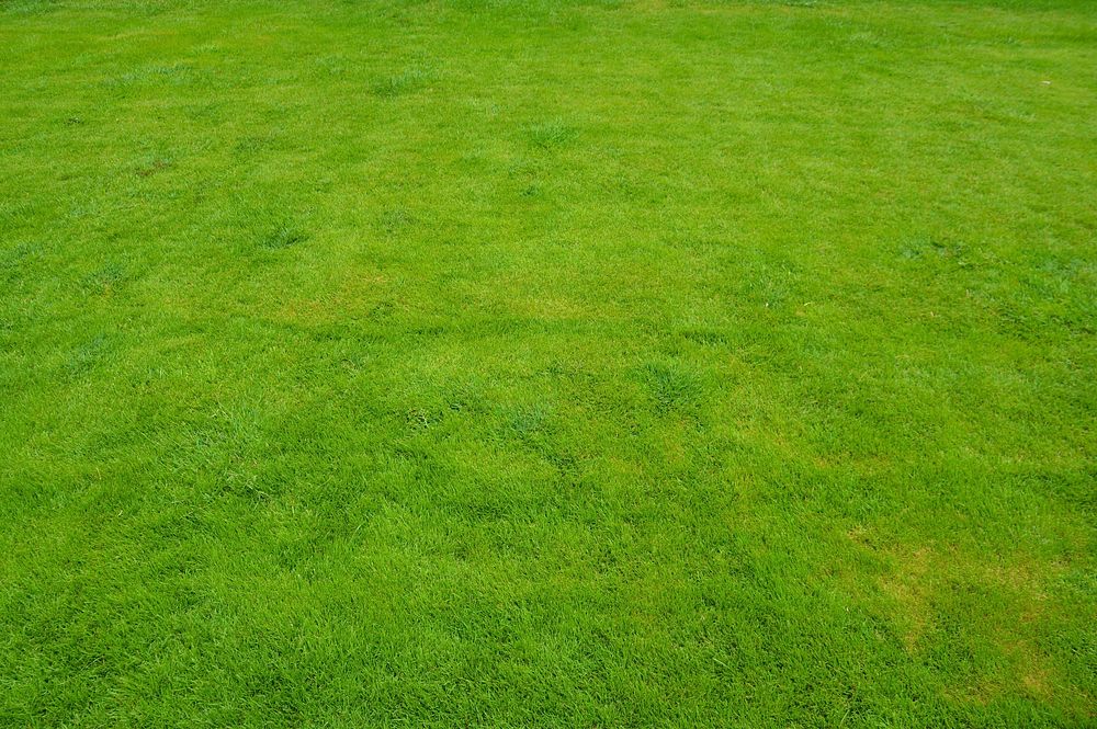 Grass photo. Free public domain CC0 image.