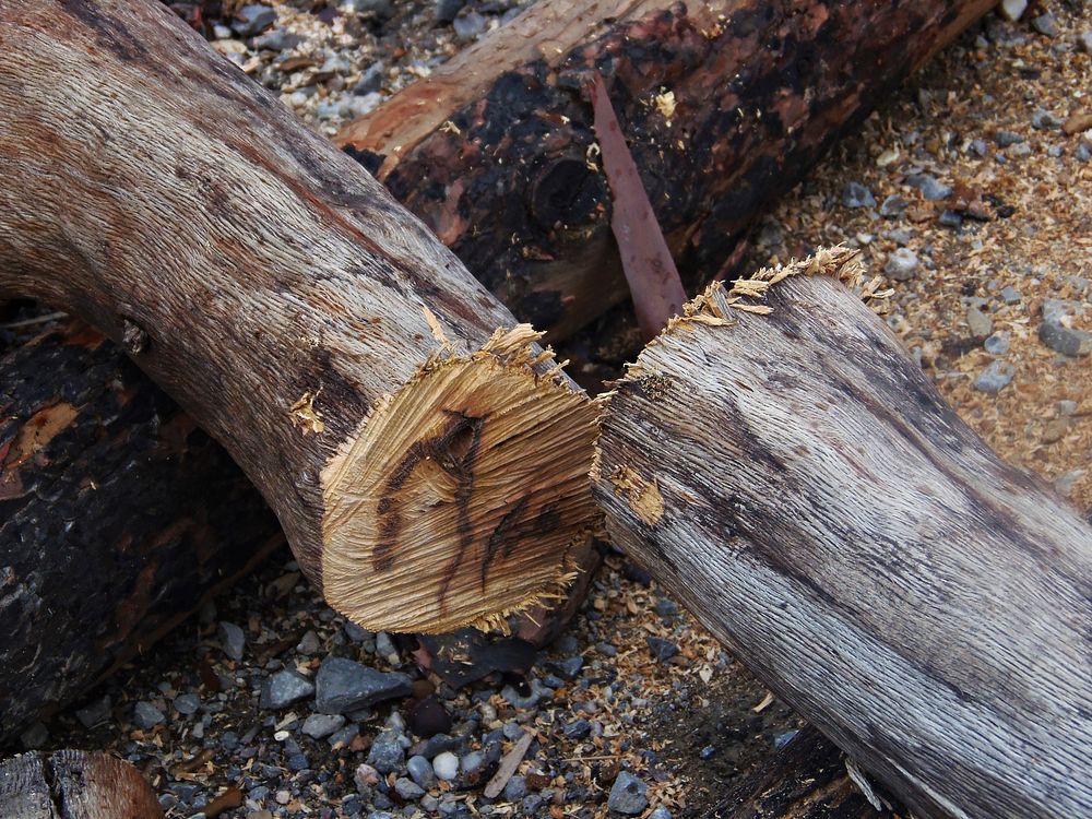 Cut tree trunk. Free public domain CC0 photo.