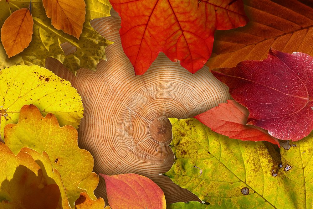 Maple leaf, Autumn seasonal background. Free public domain CC0 photo.