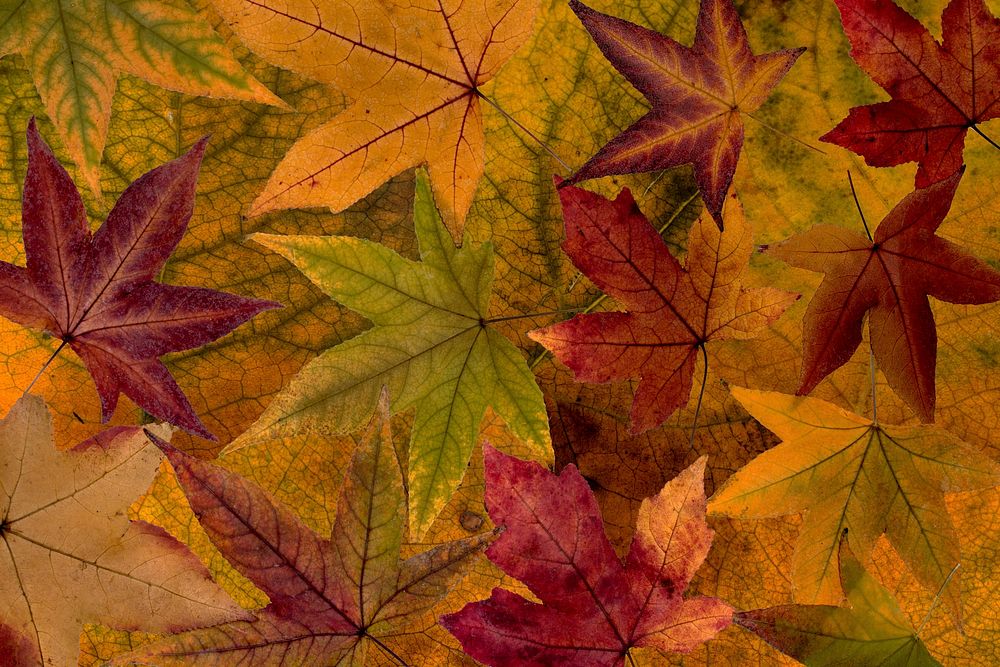 Maple leaf, Autumn seasonal background. Free public domain CC0 photo.