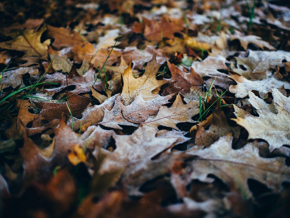 Maple leaf, Autumn seasonal background. Free public domain CC0 photo.