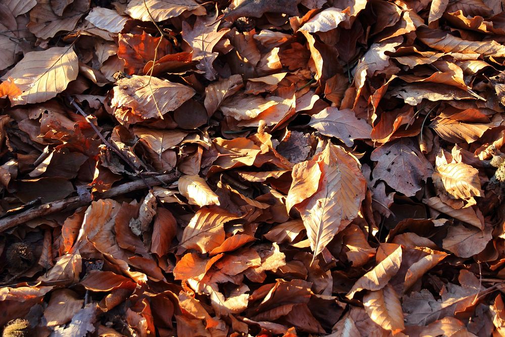 Autumn leaf aesthetic background. Free public domain CC0 photo.