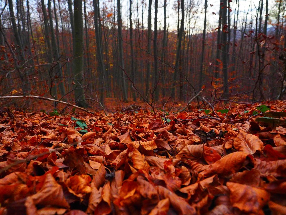 Autumn leaves, background photo. Free public domain CC0 image.