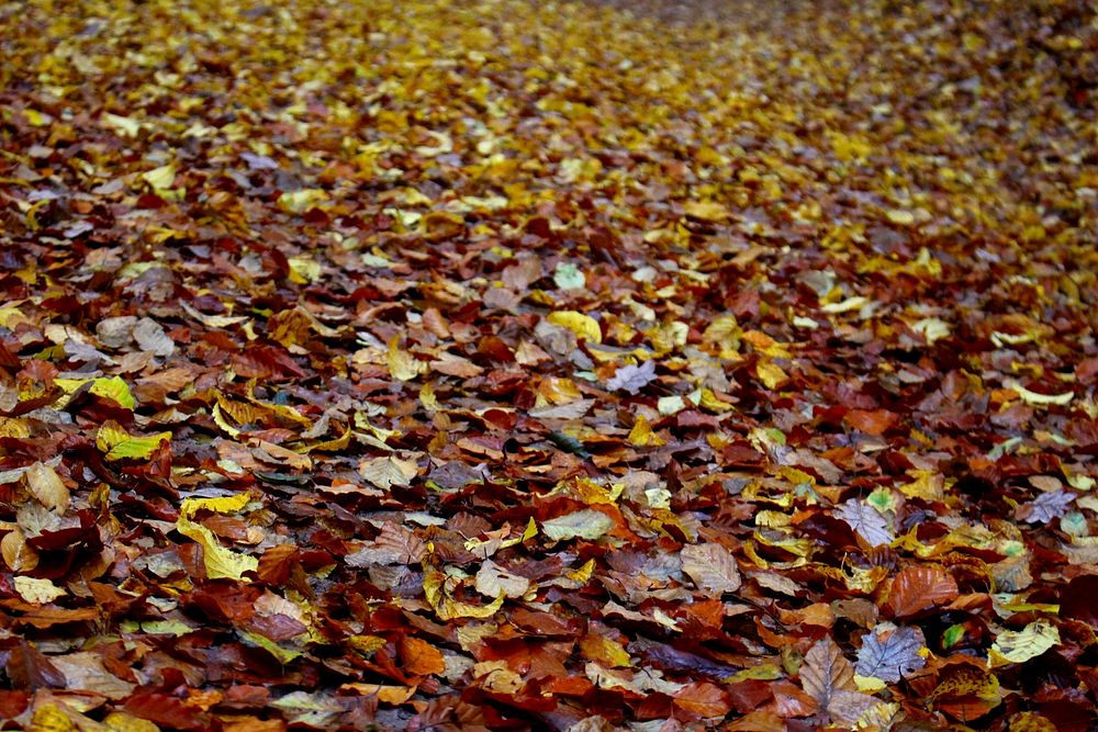 Autumn leaf aesthetic background. Free public domain CC0 photo.