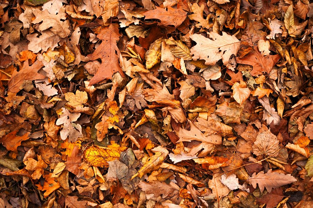 Maple leaf, Autumn seasonal background. Free public domain CC0 photo.