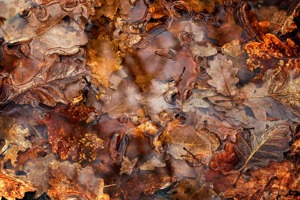 Aesthetic autumn leaf background. Free public domain CC0 image.