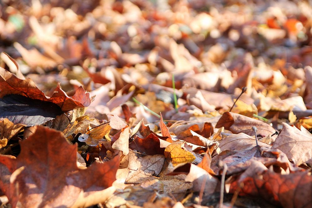 Autumn leaf aesthetic background. Free public domain CC0 photo.