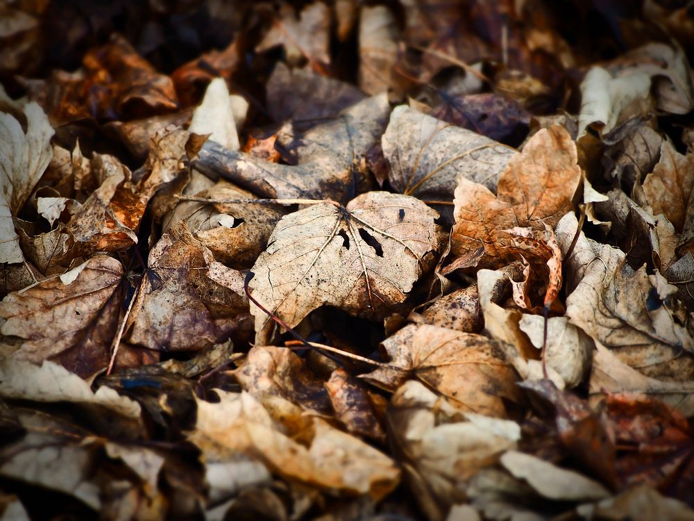 Autumn leaf, seasonal background. Free public domain CC0 photo.