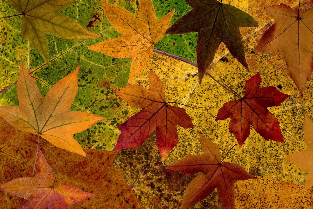 Autumn leaf, seasonal background. Free public domain CC0 photo.