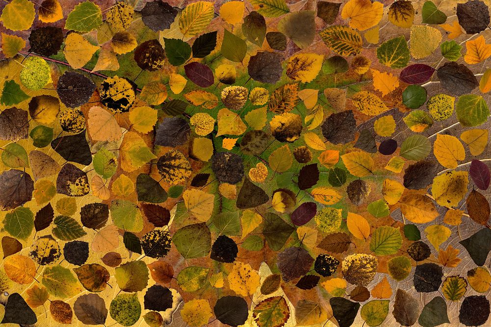 Leaves, background photo. Free public domain CC0 image.