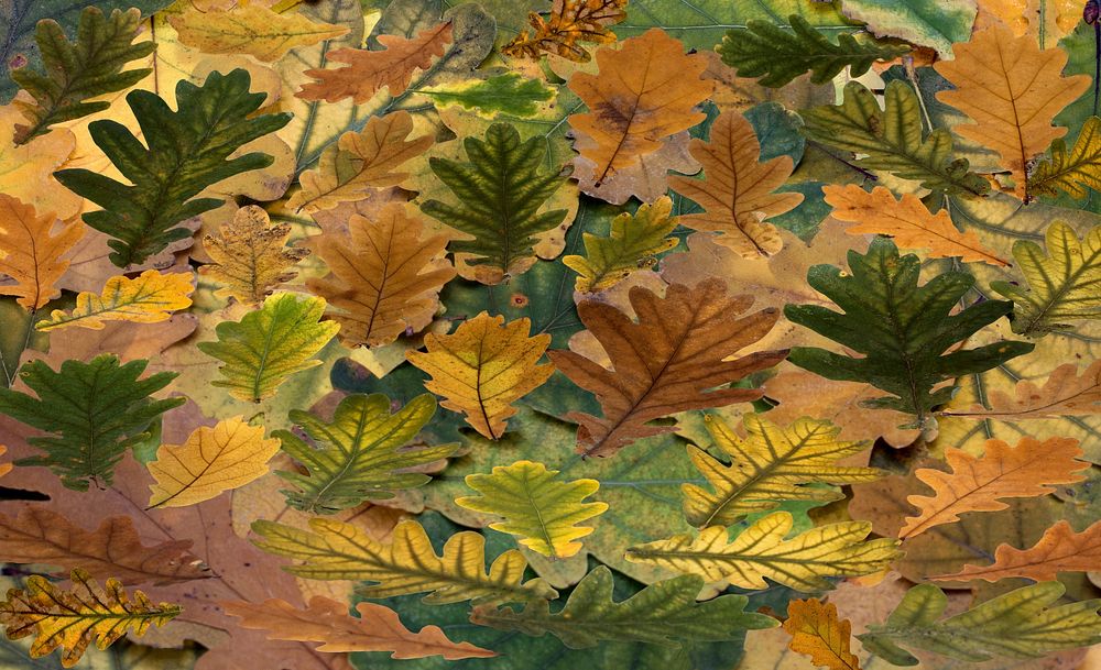 Autumn leaf aesthetic background. Free public domain CC0 photo.