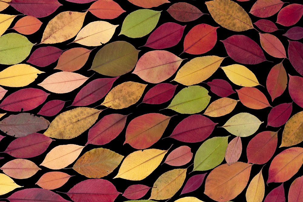 Colorful leaf pattern background. Free public domain CC0 photo.